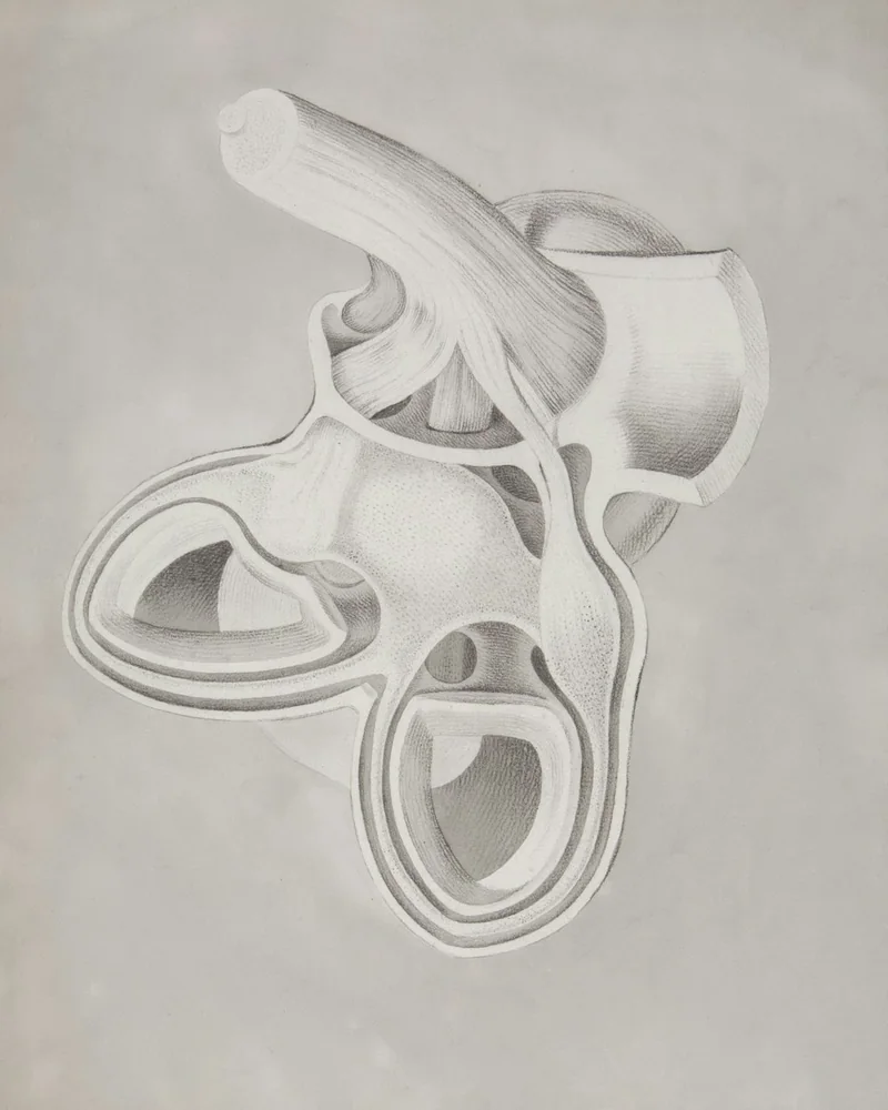 Estudio a grafito de formas redondeadas sobre papel claro, con el volumen modelado mediante transiciones suaves de tono.